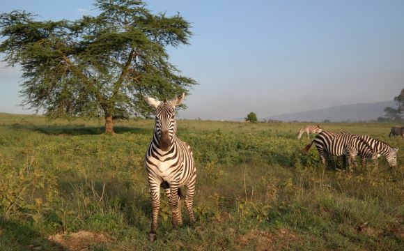 zebra-vacation-africa